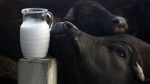 MANDA SÜTÜ 1,5 LT LİK ŞİŞELERDE